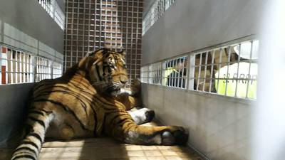 ¡La vida después del circo! Así viven ahora los tigres rescatados en Guatemala