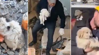 Ellos también merecen ser salvados: Rescatan a perros y gatos del terremoto en Turquía