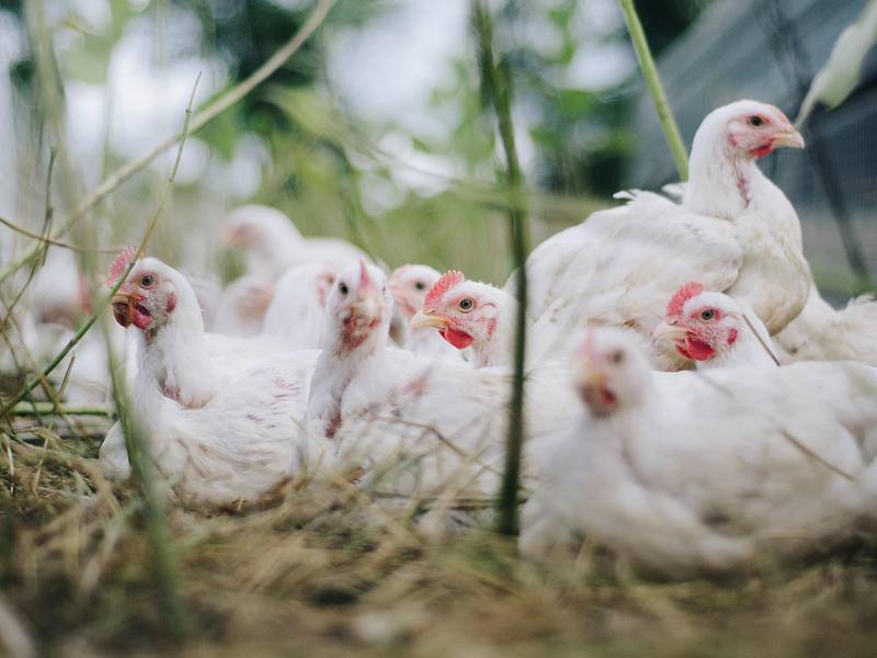 Más de 200 mil aves de corral mueren por brote de influenza aviar en Argentina