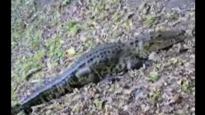 VIDEO. Un hombre es perseguido por un cocodrilo tras hacerse grabarlo en Petén