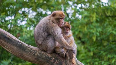 Envenenan y atacan a monos por temor a la viruela del mono