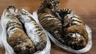 ¡Indignante! Encuentran siete tigres bebés congelados en un auto en Vietnam