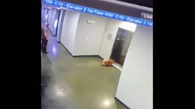 VIDEO. Joven salva a mascota que mujer dejó atada tras entrar a elevador