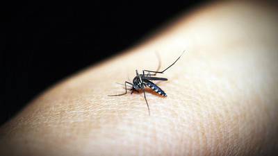 Ministerio de Salud alerta para evitar transmisión del dengue
