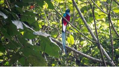 Investigan origen de imagen de quetzal muerto que circula en redes
