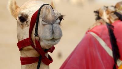 Brote de gripe del camello en el Mundial de Qatar