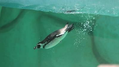 Nace el primer bebé pingüino en el zoológico La Aurora