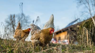 Confirman el primer caso de gripe aviar en humanos en Estados Unidos
