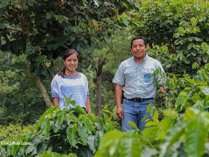 Fondo Verde del Clima aprueba US$66.7 millones para agricultores de Guatemala