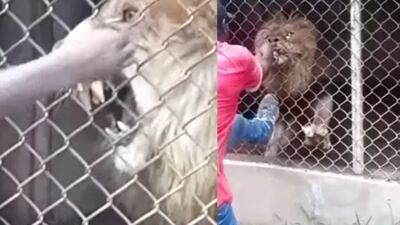 VIDEO. León le arranca el dedo a cuidador tras hacerlo enojar