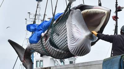 VIDEO. Así retomó Japón la caza comercial de ballenas