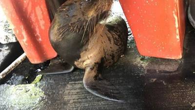 VIDEO. Una foca visita la playa de Sipacate por varios minutos