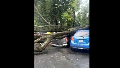 VIDEO. Árbol cae sobre vehículos en Simeón Cañas tras fuertes lluvias