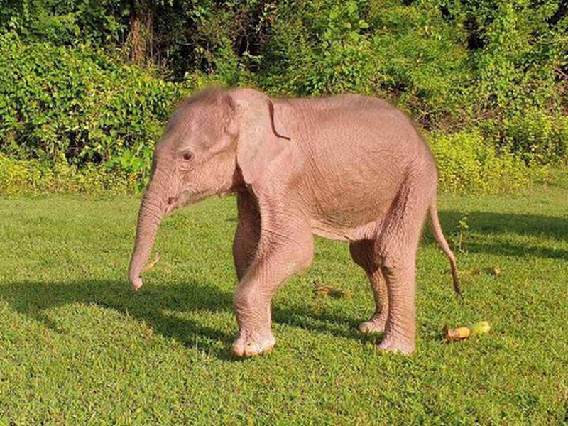 VIDEO: Nace un inusual elefante blanco, considerado señal de buenos augurios