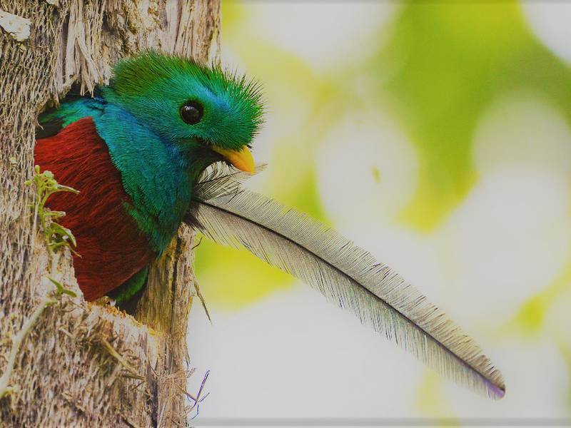 Retratos del Quetzal, ave símbolo de Guatemala