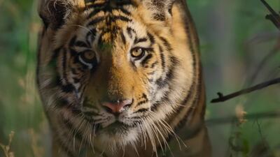 Disney Plus lanza el tráiler de ‘Tiger’: De esto trata el documental ambiental de la plataforma