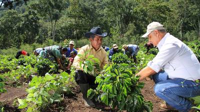 Empresa de café implementará plan contra trabajo infantil en fincas guatemaltecas