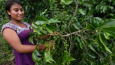 Investigación revela trabajo infantil en Guatemala detrás del café de Nespresso y Starbucks