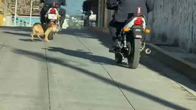 VIDEO. Agente de tránsito amarra a perro a su motocicleta y lo arrastra