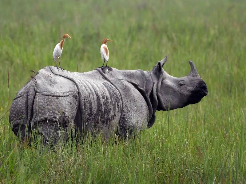 ¿Cuándo se podrán conocer los rinocerontes del Zoológico La Aurora?