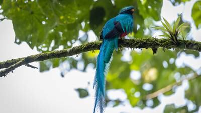 La leyenda del Quetzal: un ave creada por dioses mayas