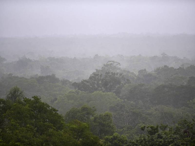 La lucha de la mayor selva de Centroamérica por sobrevivir a la ganadería ilegal