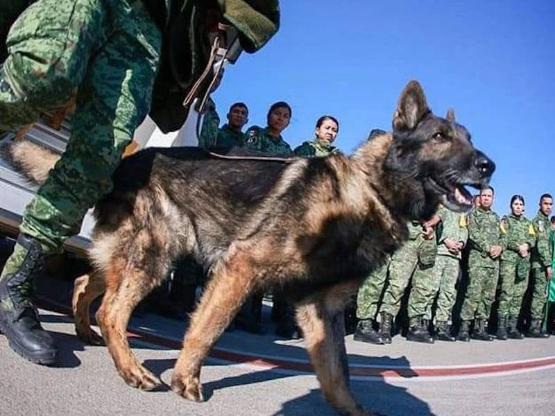 Proteo, el perro rescatista que falleció en las labores de búsqueda de víctimas en Turquía