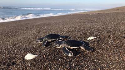 Tortuga Negra del Pacífico: Ejemplares de inusual especie fueron liberadados en Sipacate