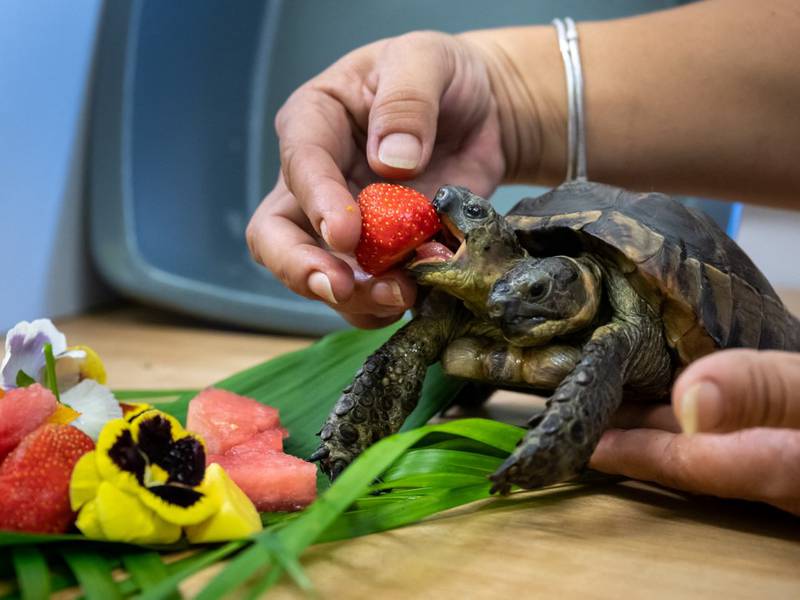 Janus, la tortuga bicéfala más vieja del mundo, recibe regalos por su cumpleaños