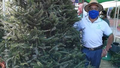 ¿Usarás un árbol de pinabete natural para la Navidad?