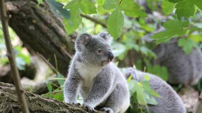 Australia prohíbe tala de árboles en bosque refugio de koalas