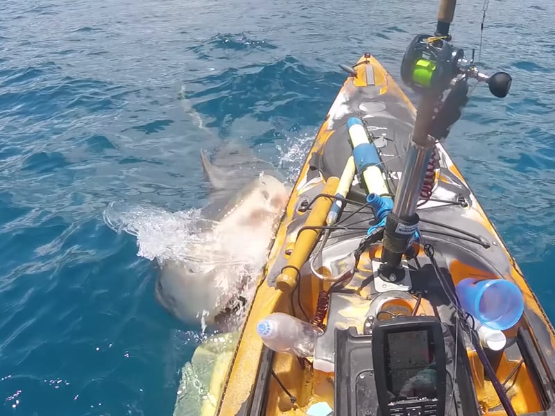 VIDEO. Pescador capta inesperado ataque de tiburón tigre