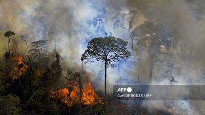 América Latina es golpeada por los mayores focos de deforestación