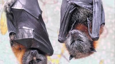 Detectan 6 nuevas cepas de virus provenientes de murciélagos