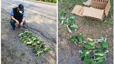 Localizan loros muertos a orillas de una carretera en Petén