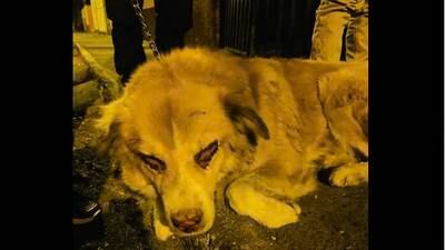 Tras denuncias, albergue logra decomisar perro con grave enfermedad en los ojos