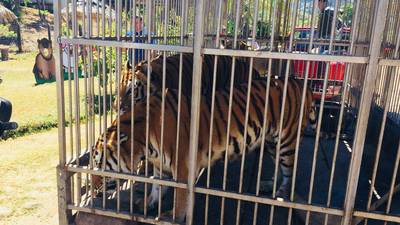 Tres tigres y una leona son trasladados a parque ecológico en Chiquimula