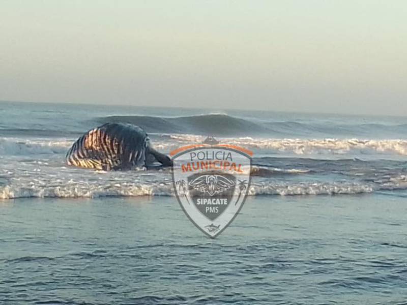 Vecinos encuentran a enorme ballena muerta en la playa de Sipacate