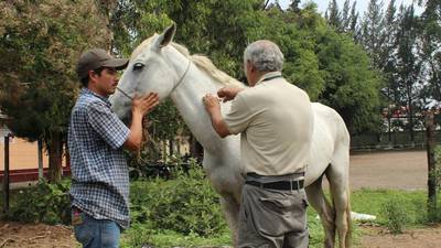 Antigua Guatemala revoca licencias para carruajes jalados por caballos