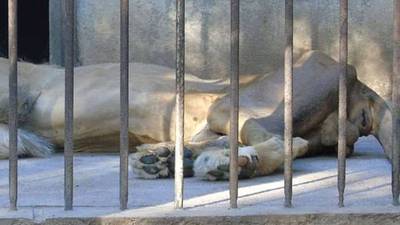 CONAP se pronuncia ante situación de león en Zoológico de Zacapa