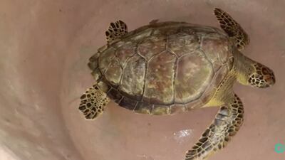 Conap libera a tortuga marina en refugio de Izabal