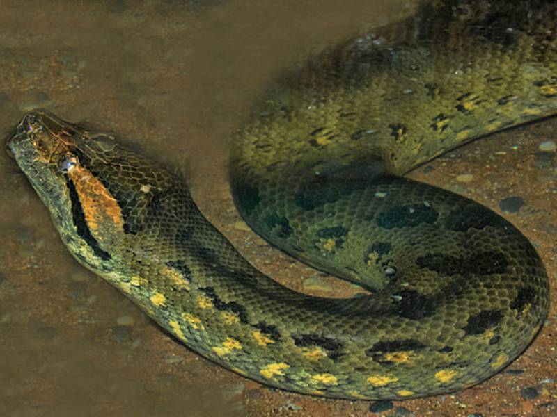 Encuentran en el Amazonas a la especie de anaconda más grande del mundo