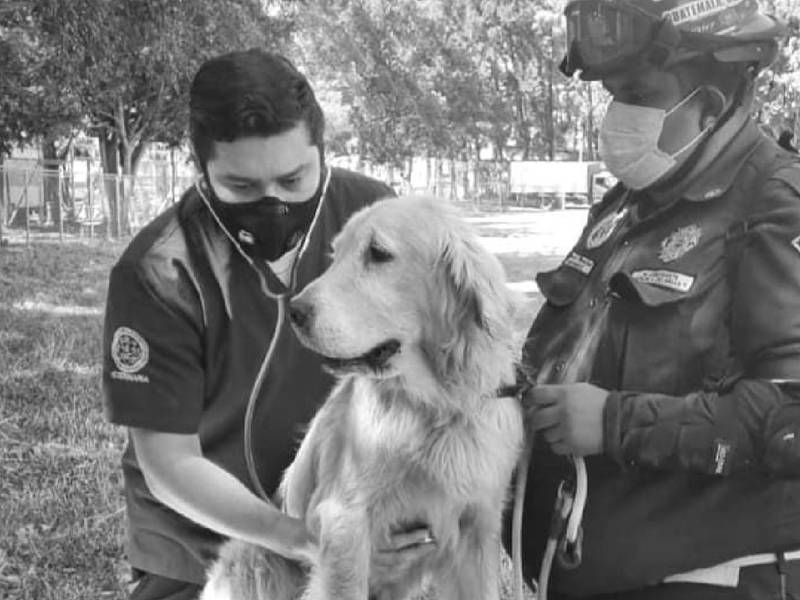 La muerte de Neto, el perro rescatista, enluta a los bomberos departamentales
