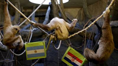 Kent, el mono del zoo de Zagreb ya eligió al ganador entre Argentina-Croacia