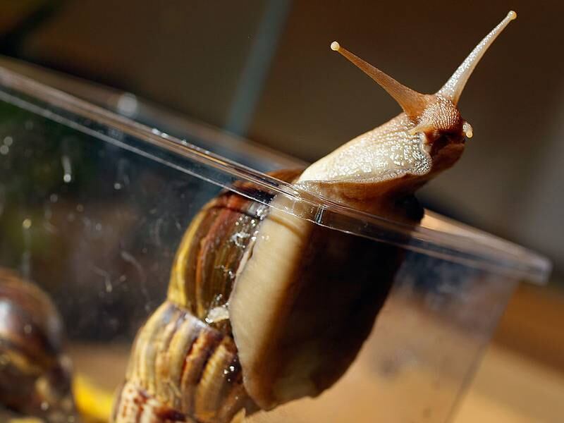 Alerta por “peste” de caracol africano gigante, peligroso para los humanos