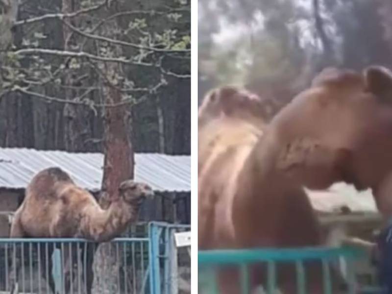 VIDEO. Camello ataca y muerde la cabeza de niño en zoológico