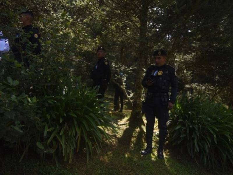 Policía detuvo a 55 personas por comercializar ramillas de pinabete