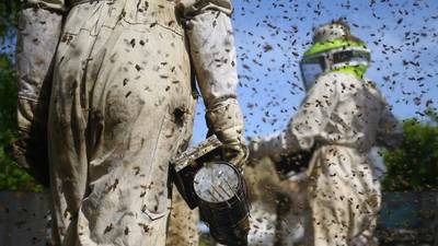 Dos apicultores retiran 40 mil abejas con solamente 3 picaduras