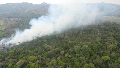 Incendios en Petén han afectado a distintas especies