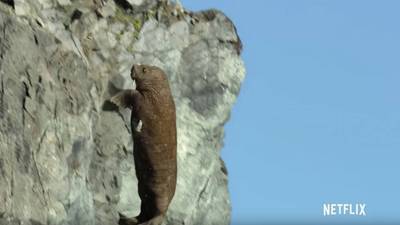 VIDEO. Graban terrible lanzamiento de morsas desde un acantilado